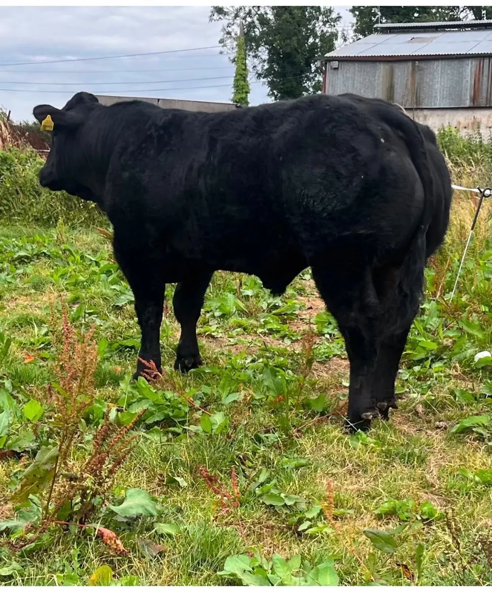 Bull - Image 1