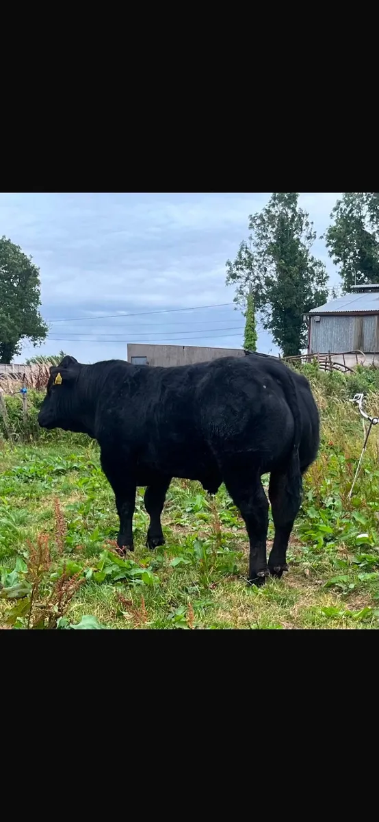 Bull - Image 3