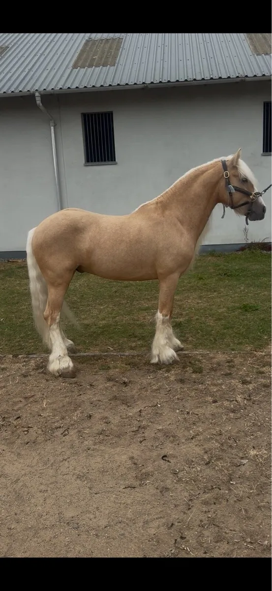 Palomino Cob - Image 2