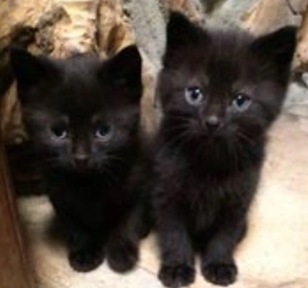 Black  kittens - Image 1