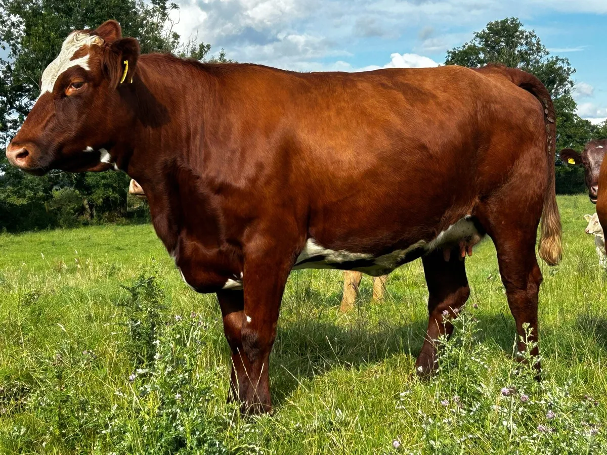 Super 4 Star In-Calf Heifer - Image 4