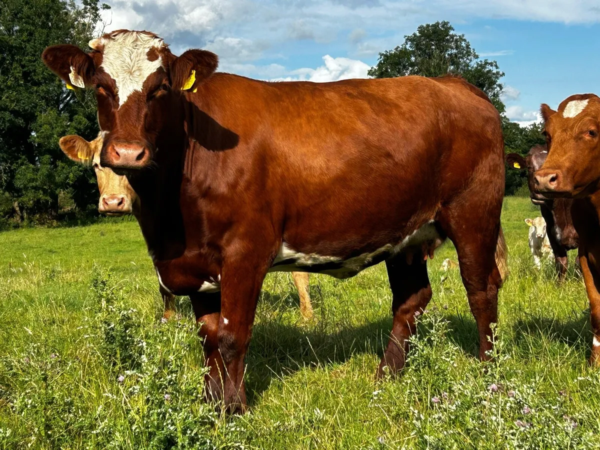Super 4 Star In-Calf Heifer - Image 2