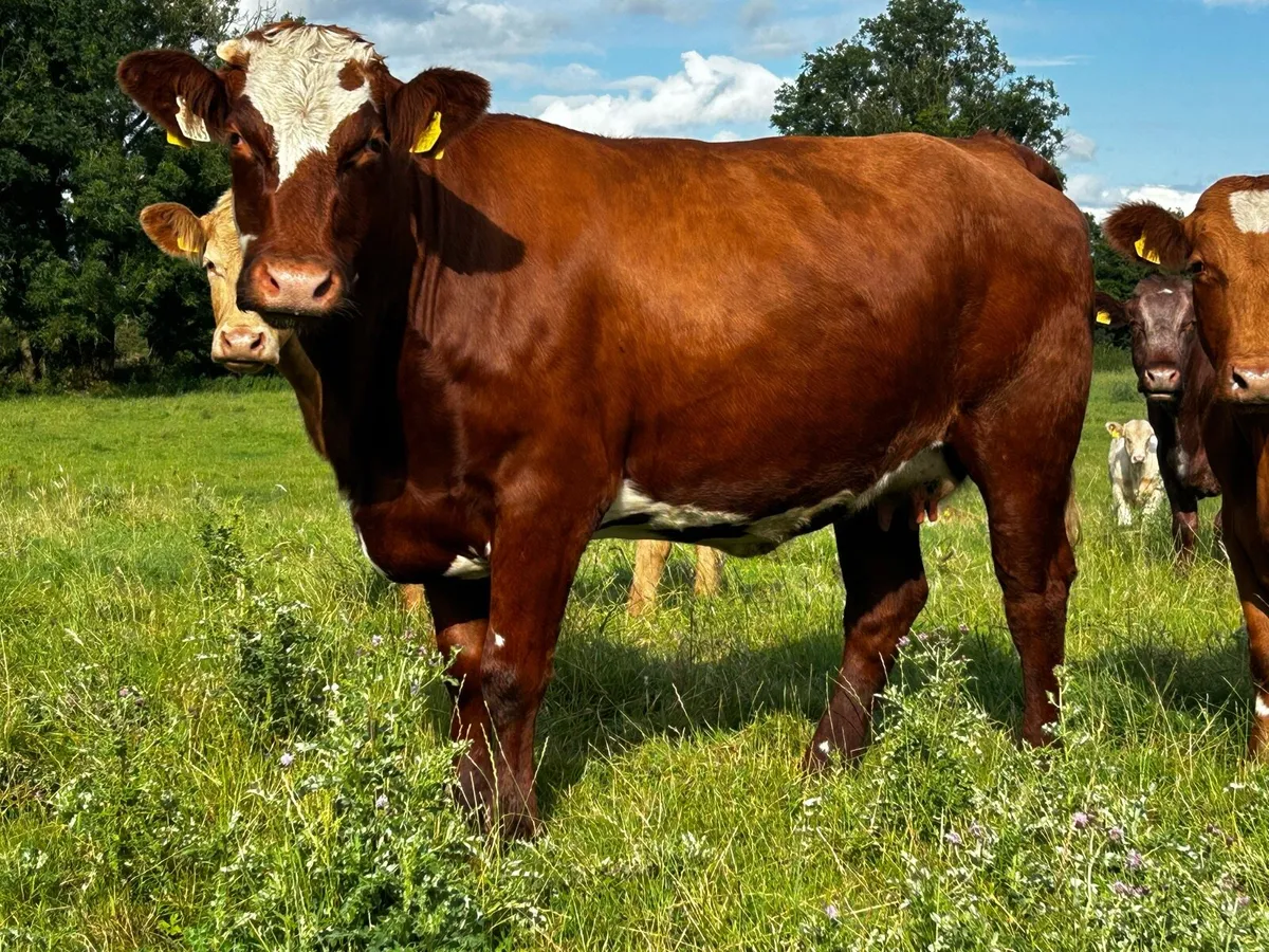 Super 4 Star In-Calf Heifer - Image 3