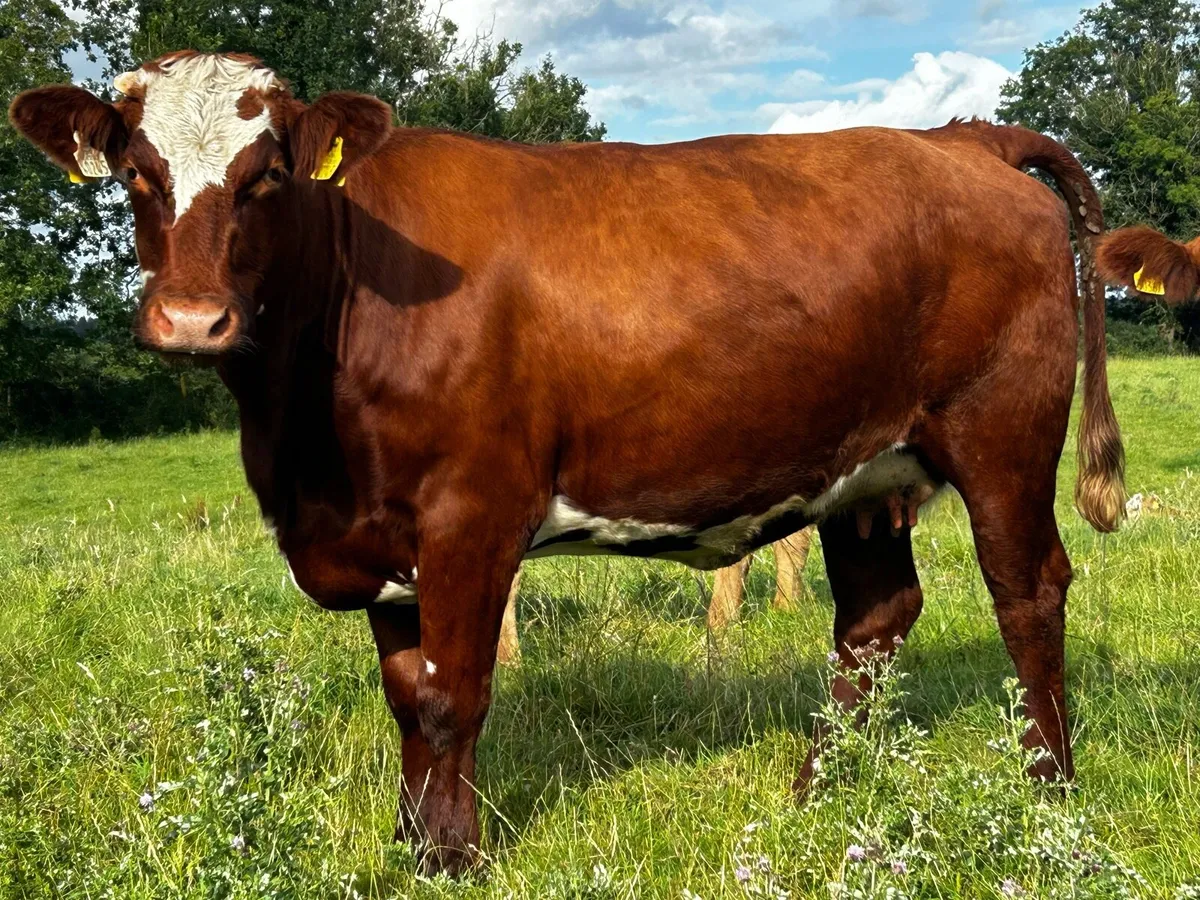 Super 4 Star In-Calf Heifer - Image 1