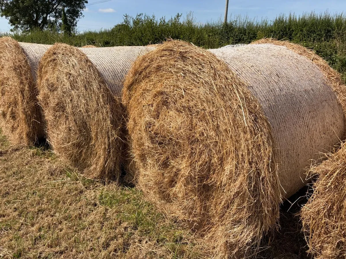 Organic (non-certified) hay bales for sale