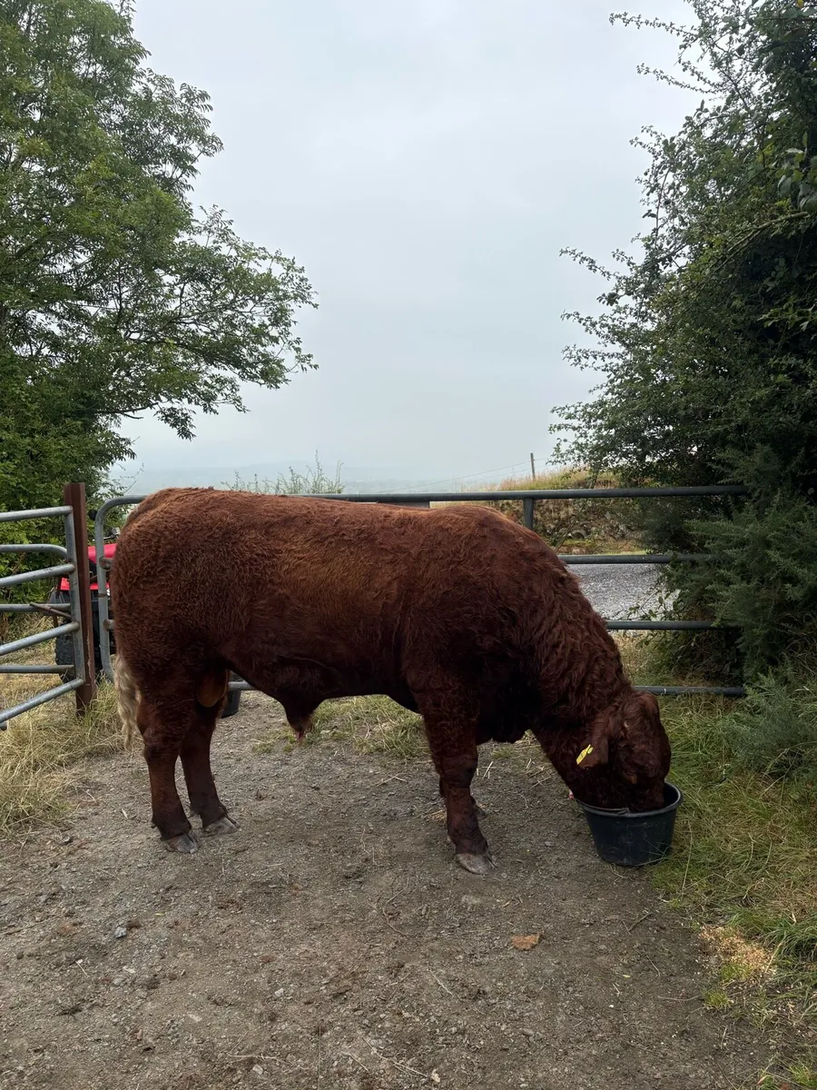 PBR SALER BULL - Image 1