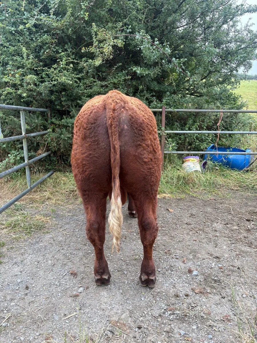 PBR SALER BULL - Image 3