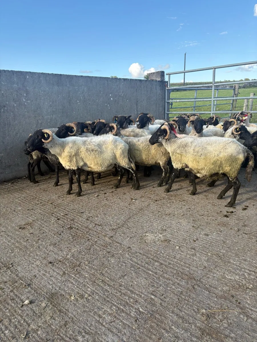 ⚡️40  strong horned  ewes ⚡️ - Image 1