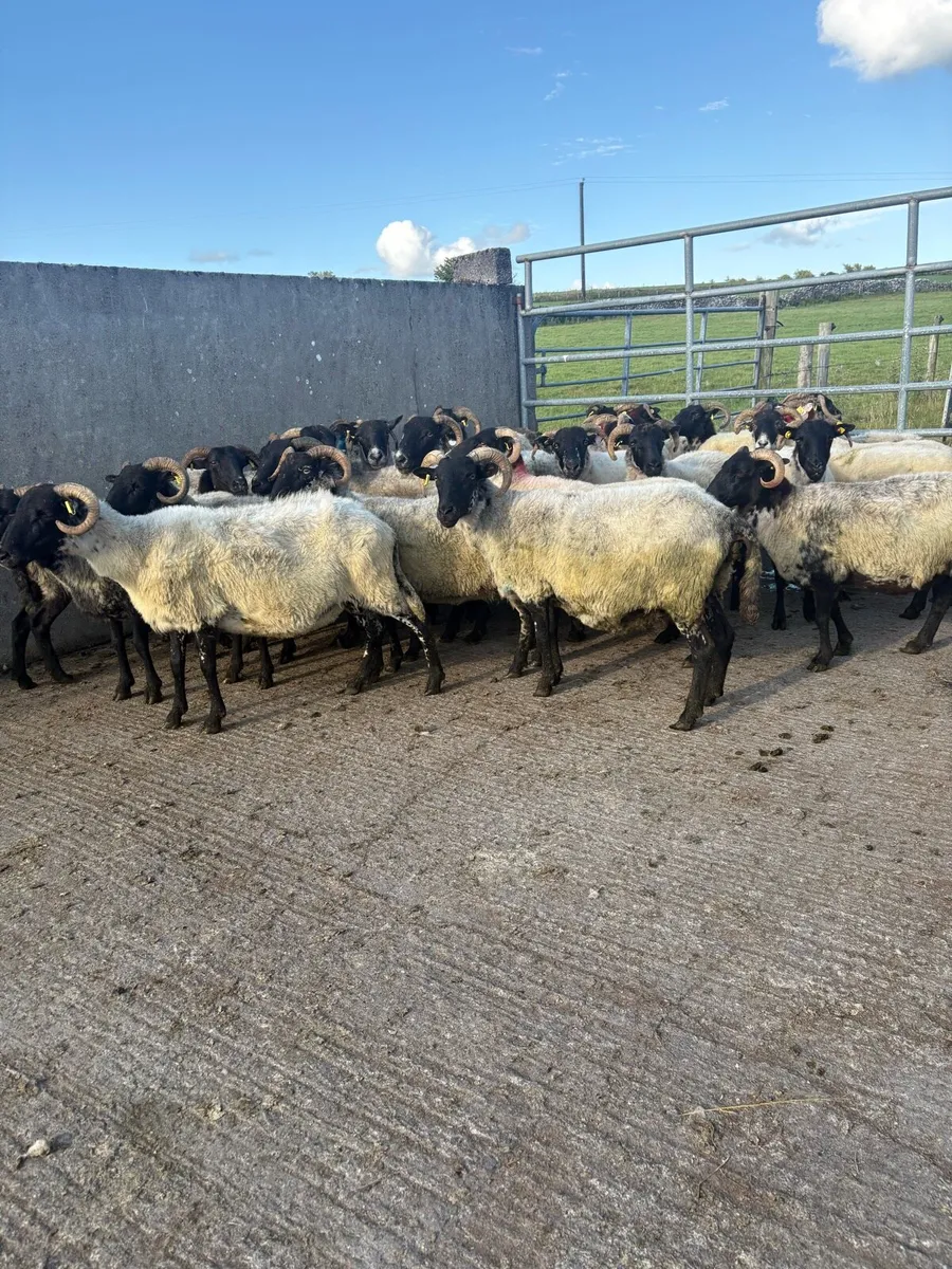 ⚡️40  strong horned  ewes ⚡️ - Image 3