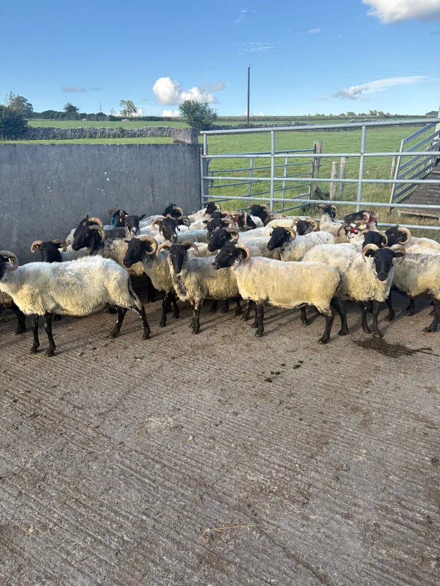 ⚡️40  strong horned  ewes ⚡️ - Image 4