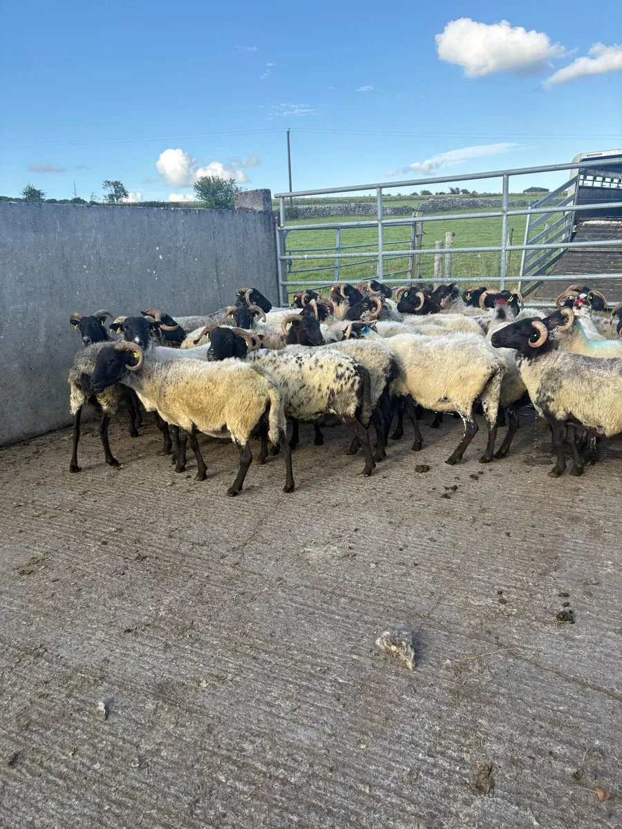 ⚡️40  strong horned  ewes ⚡️ - Image 2