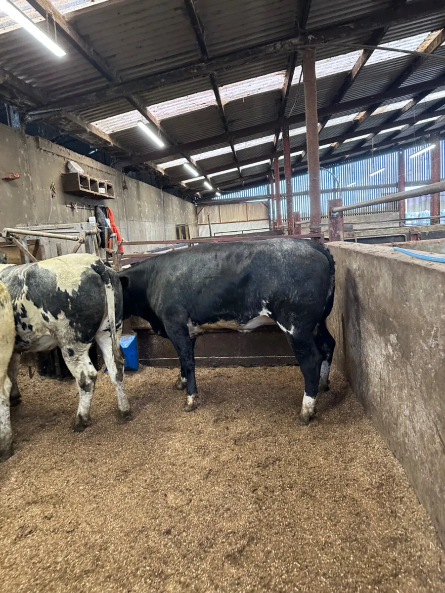 Blue and lim Bulling heifers - Image 2