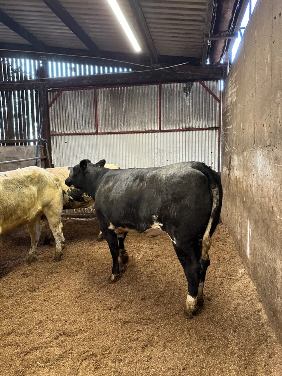 Blue and lim Bulling heifers - Image 1