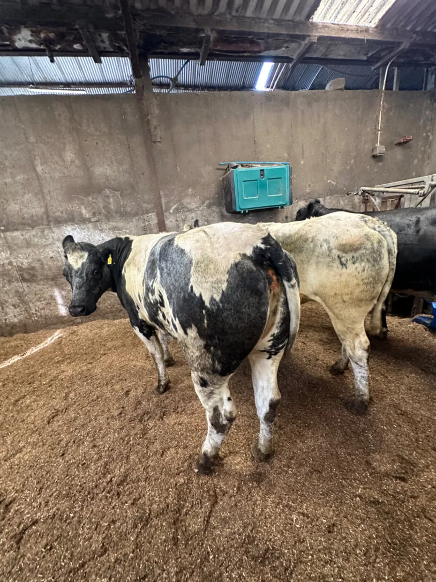 Blue and lim Bulling heifers - Image 3