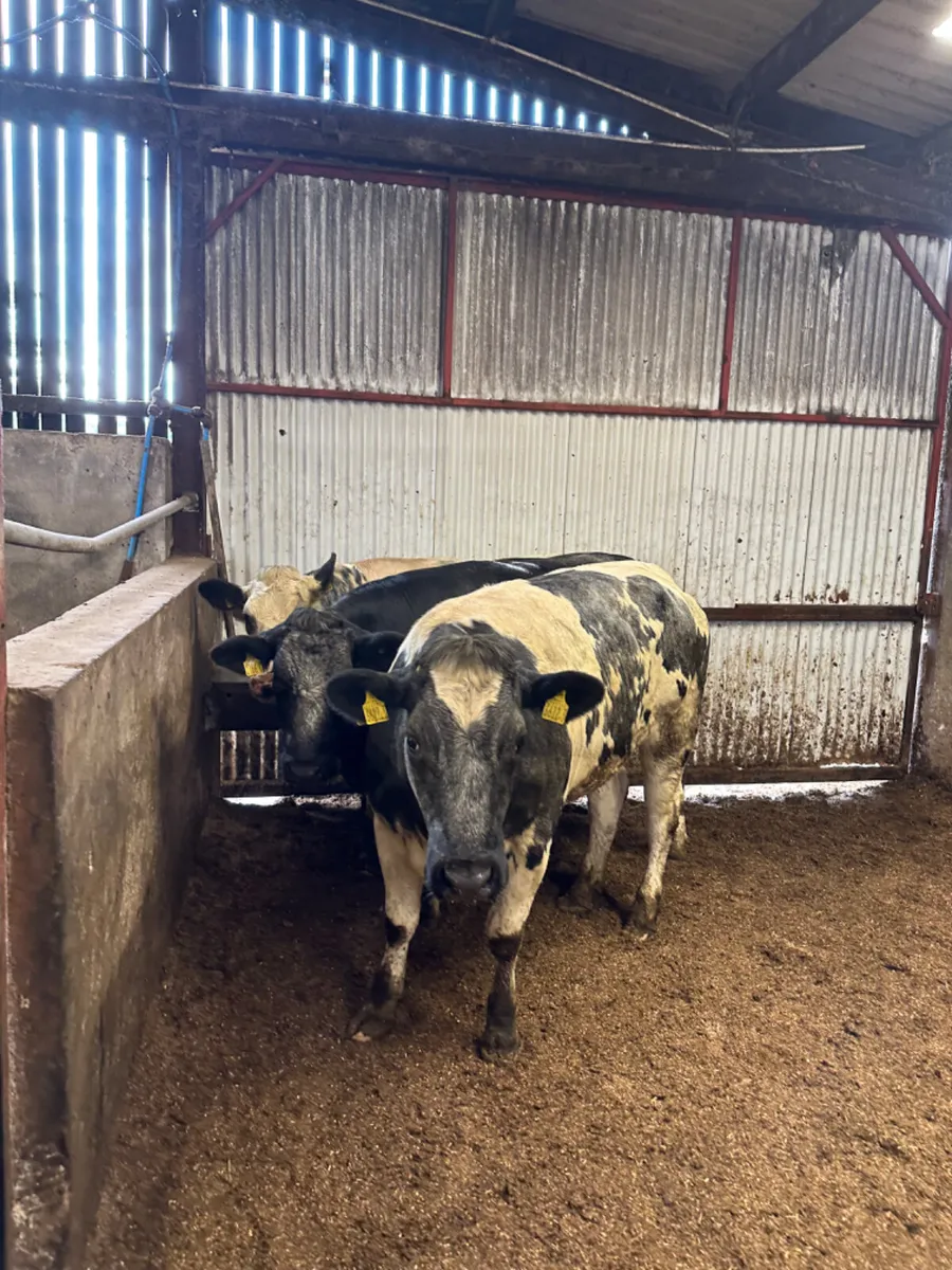 Blue and lim Bulling heifers - Image 4