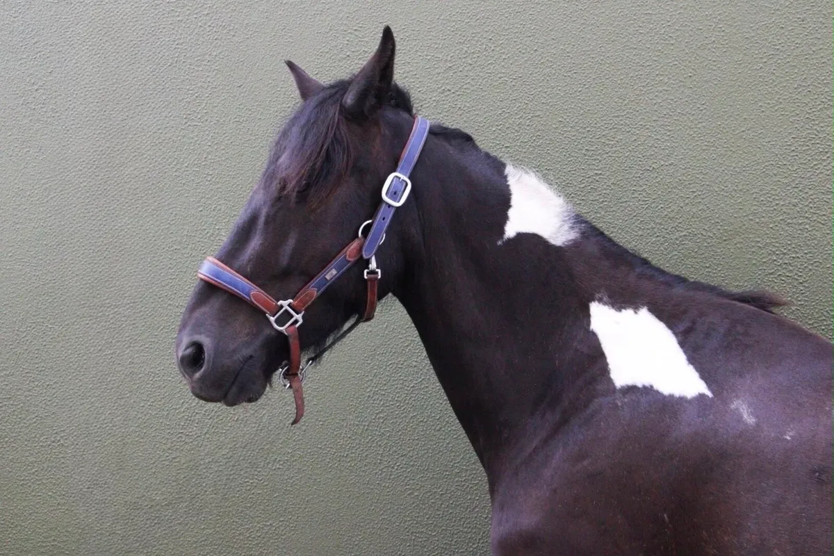 Beautiful Coloured Broken and Ridden Pony - Image 1