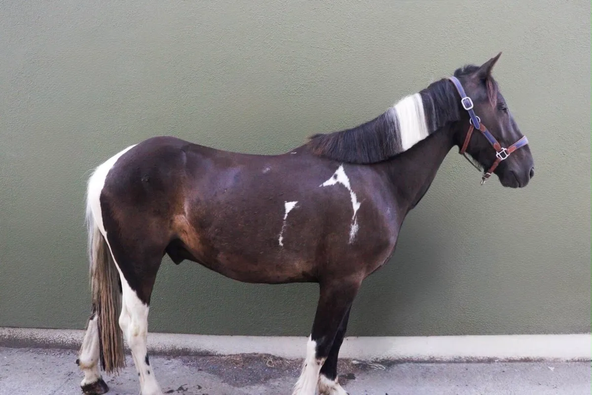 Beautiful Coloured Broken and Ridden Pony - Image 2