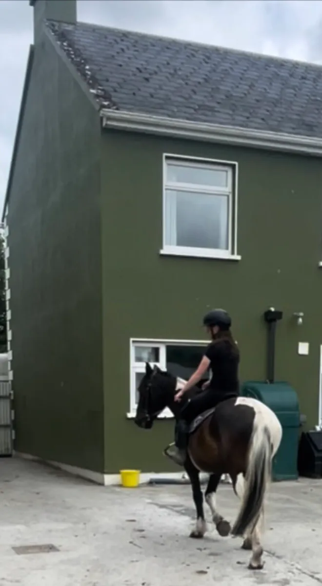 Beautiful Coloured Broken and Ridden Pony - Image 3