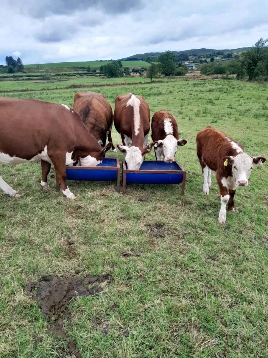 Cattle - Image 1