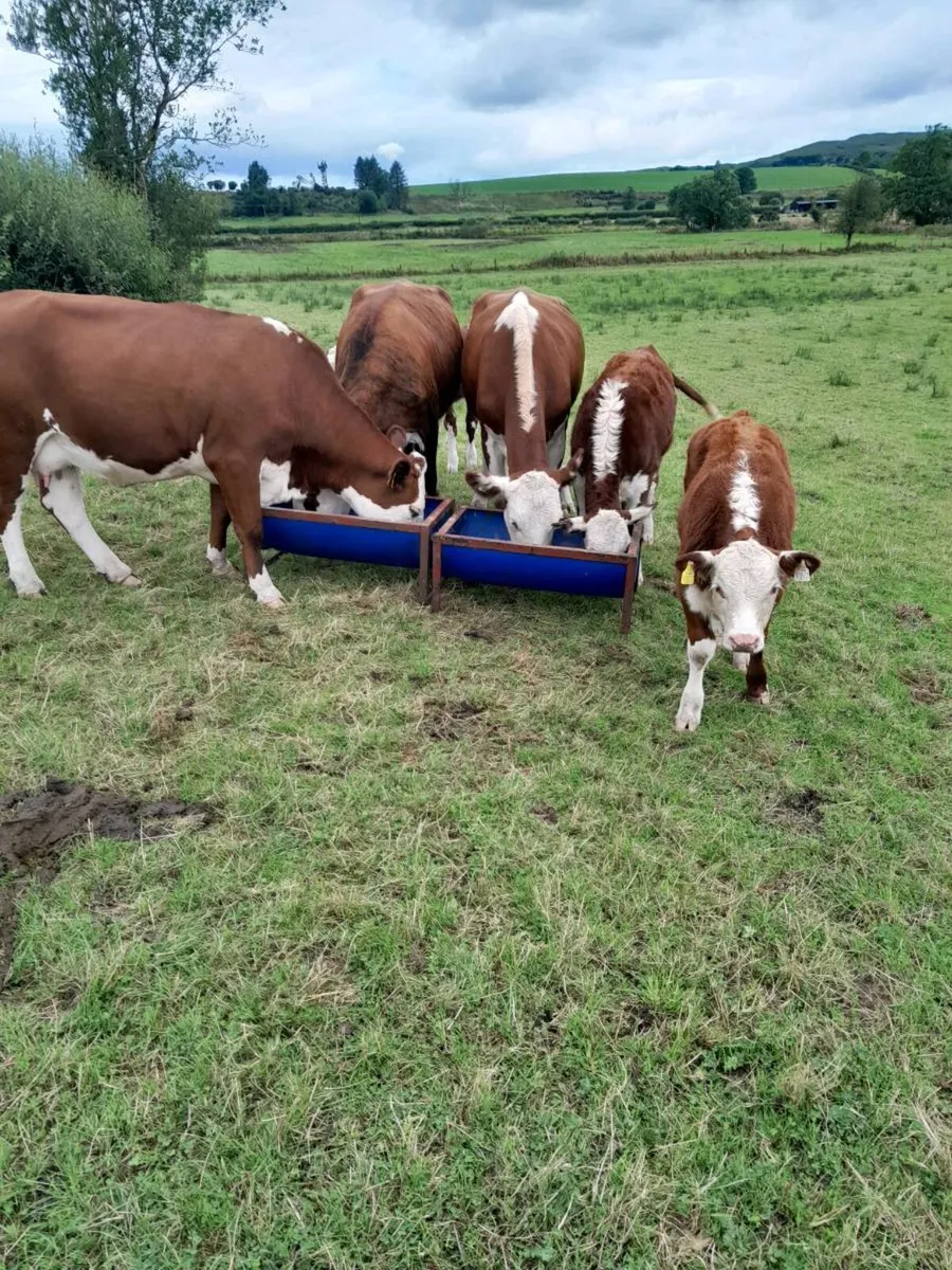 Cattle - Image 3
