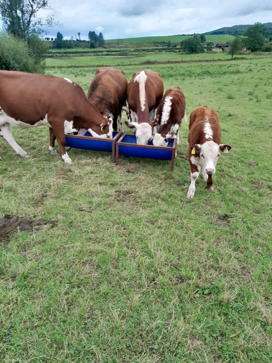 Cattle - Image 2