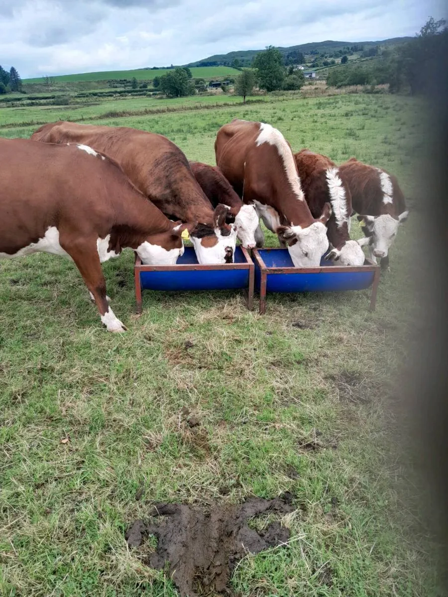 Cattle - Image 4