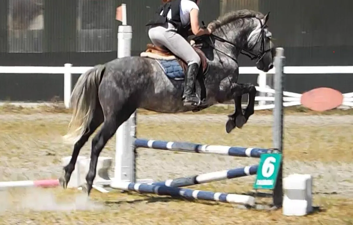147cm grey Connemara gelding - Image 1