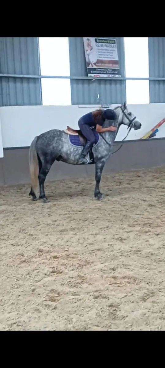 147cm grey Connemara gelding - Image 3
