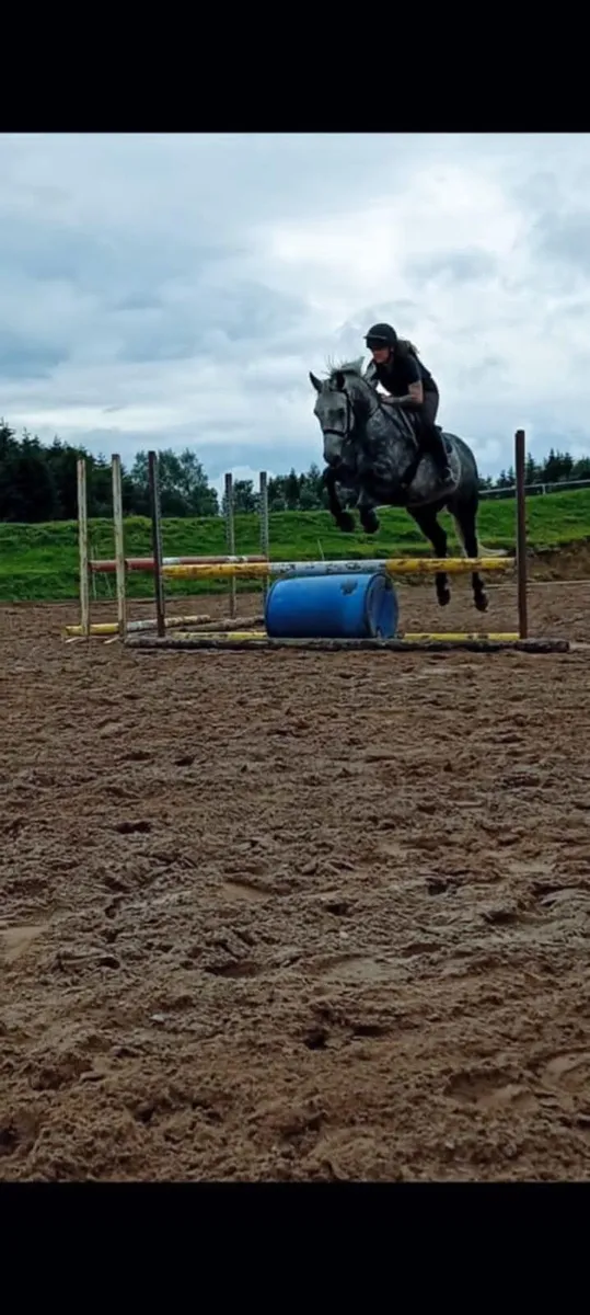 147cm grey Connemara gelding - Image 4