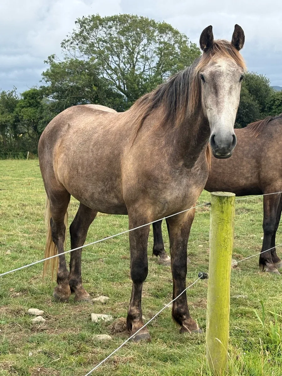 Full Irish draught 3 year old gelding - Image 3