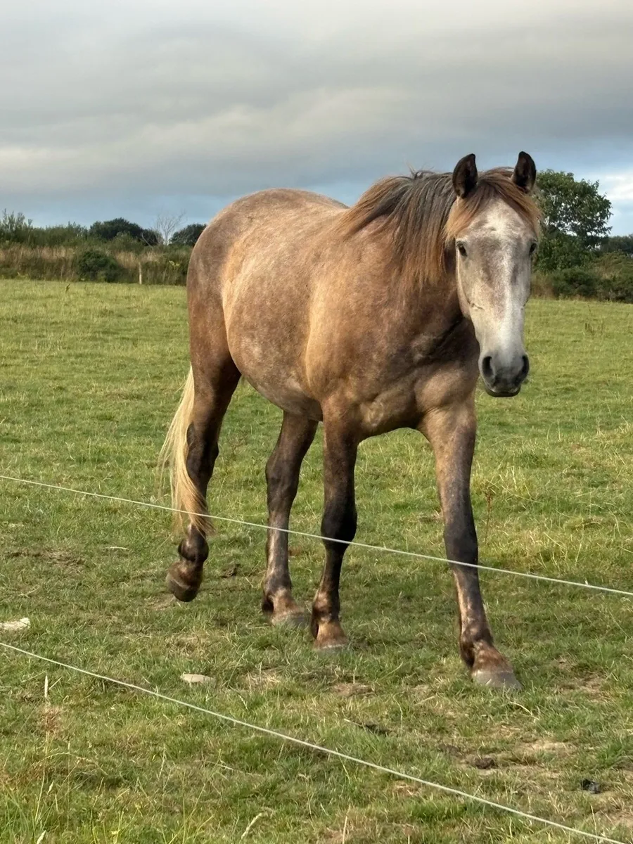 Full Irish draught 3 year old gelding - Image 4