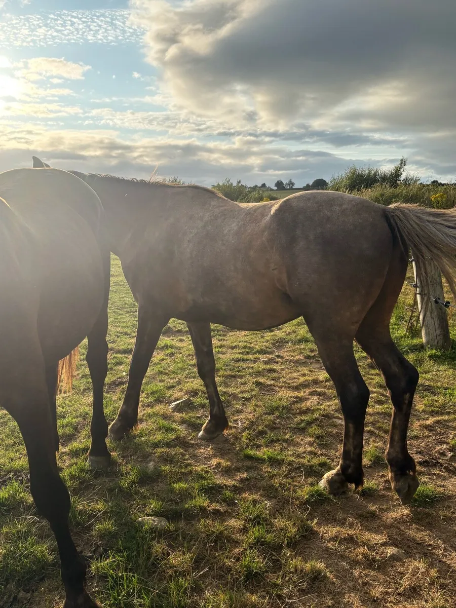 Full Irish draught 3 year old gelding - Image 2