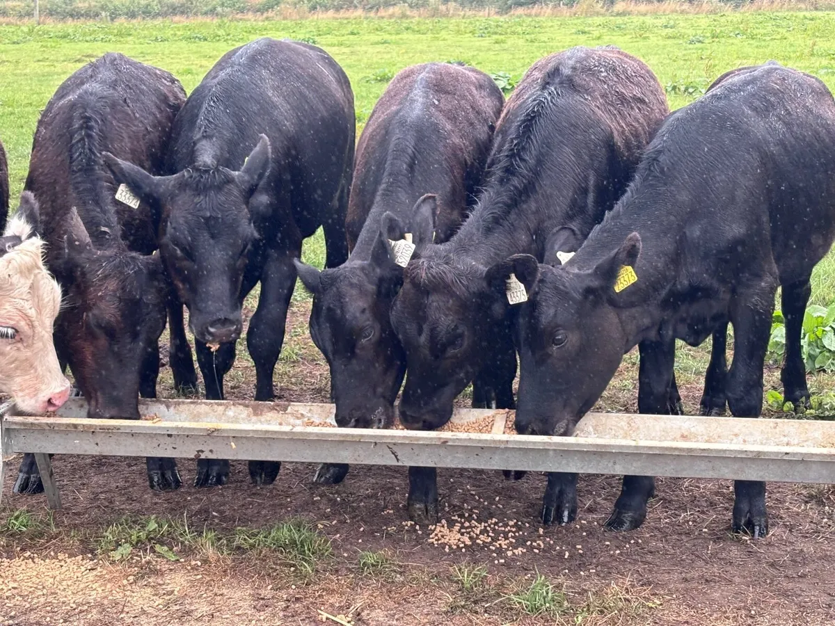 7 Hereford & angus heifer Weanlings for sale - Image 4