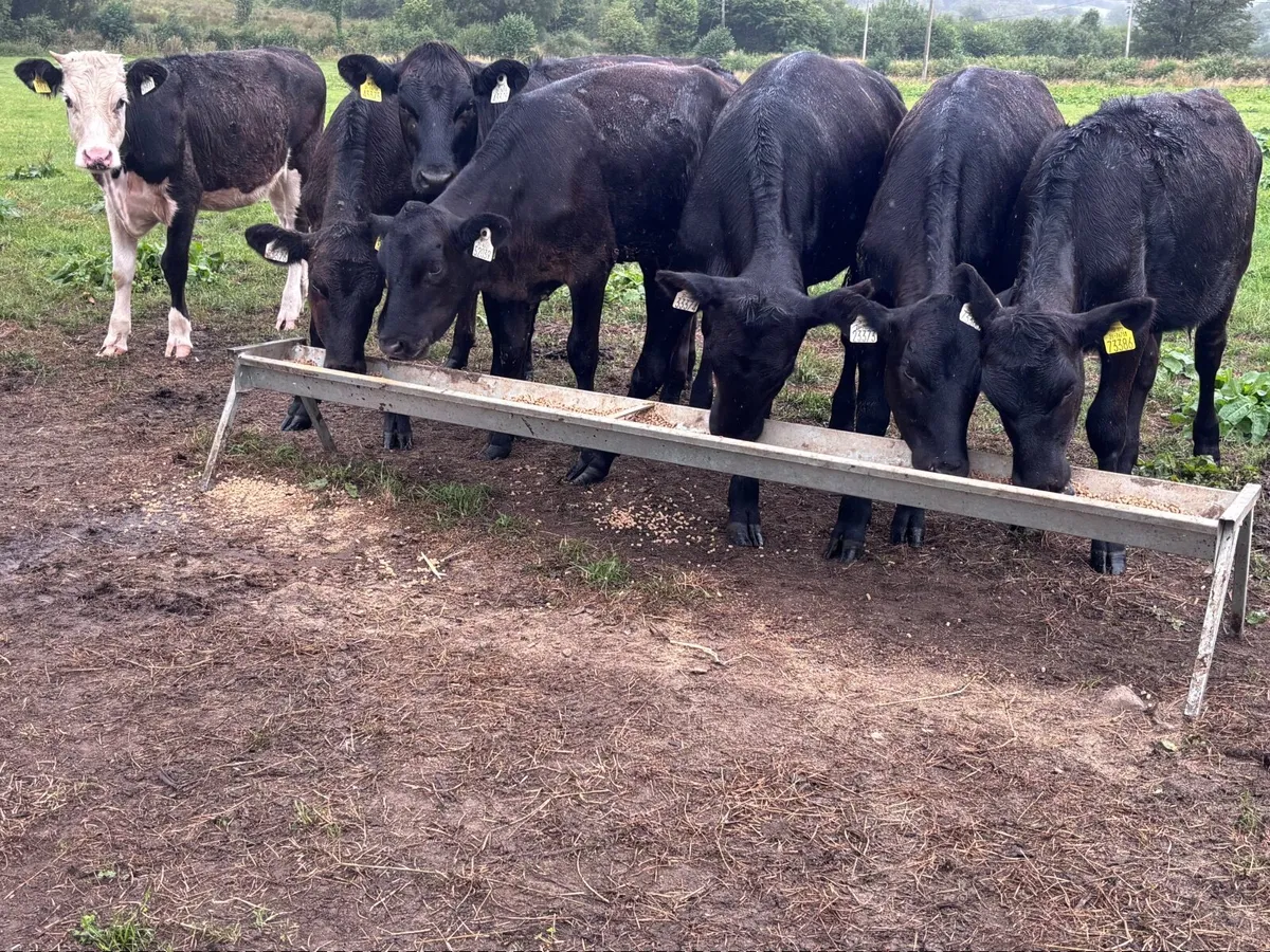 7 Hereford & angus heifer Weanlings for sale - Image 1