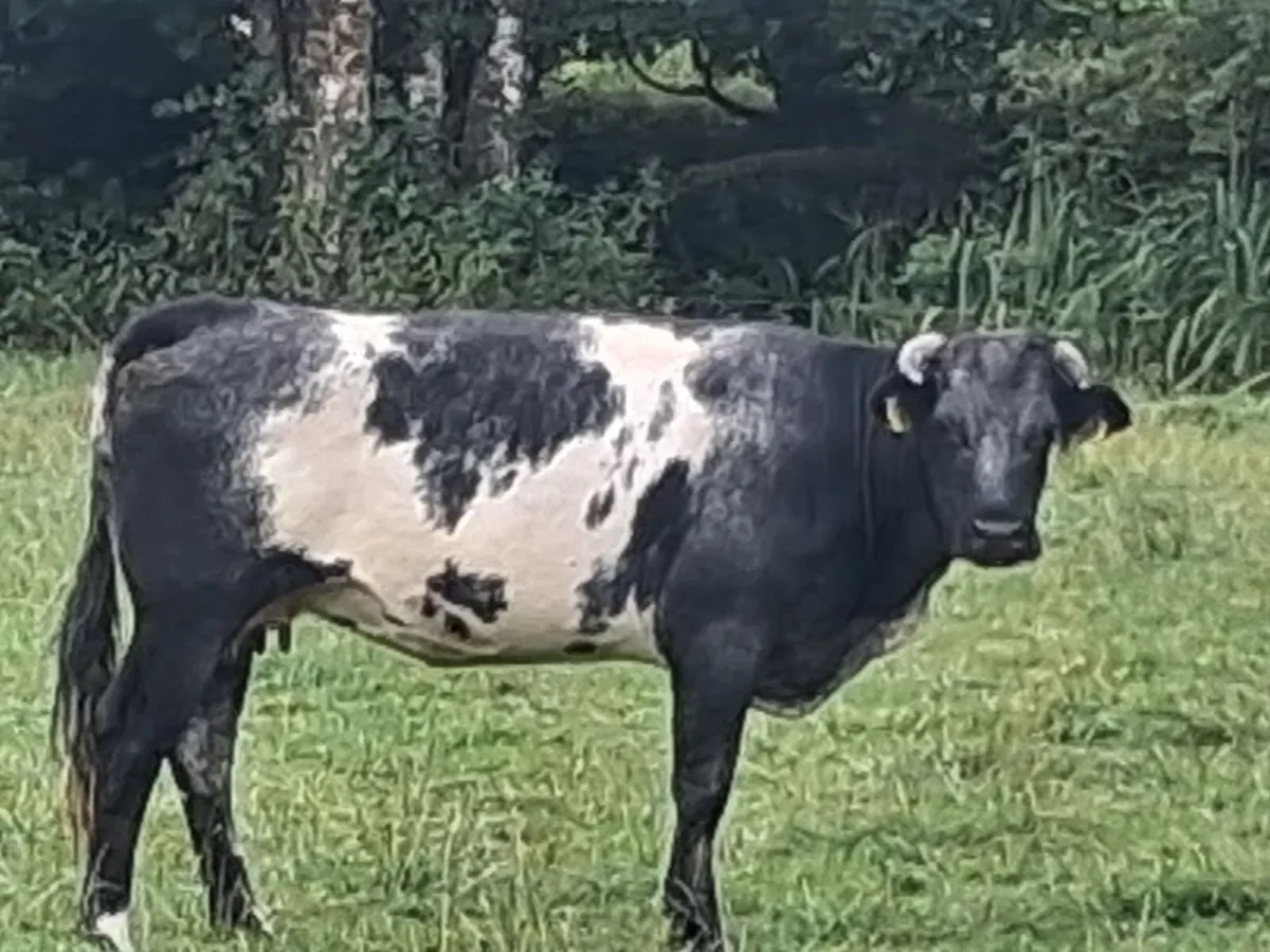 Sucklers for Ballymote Mart  Thursday - Image 1