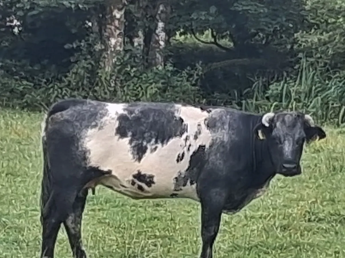 Sucklers for Ballymote Mart  Thursday - Image 2