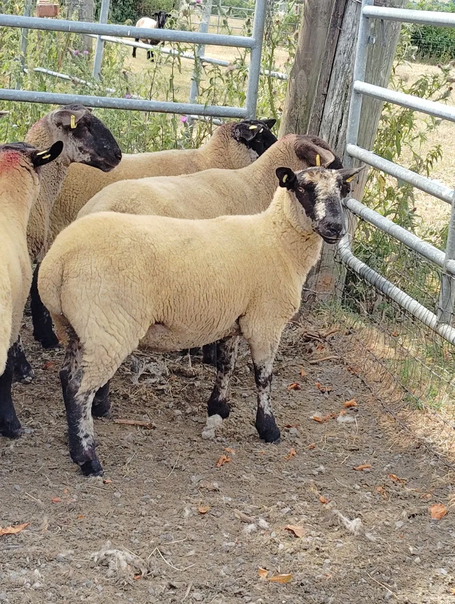 Borris Ewe Breeders 2026 - Image 1