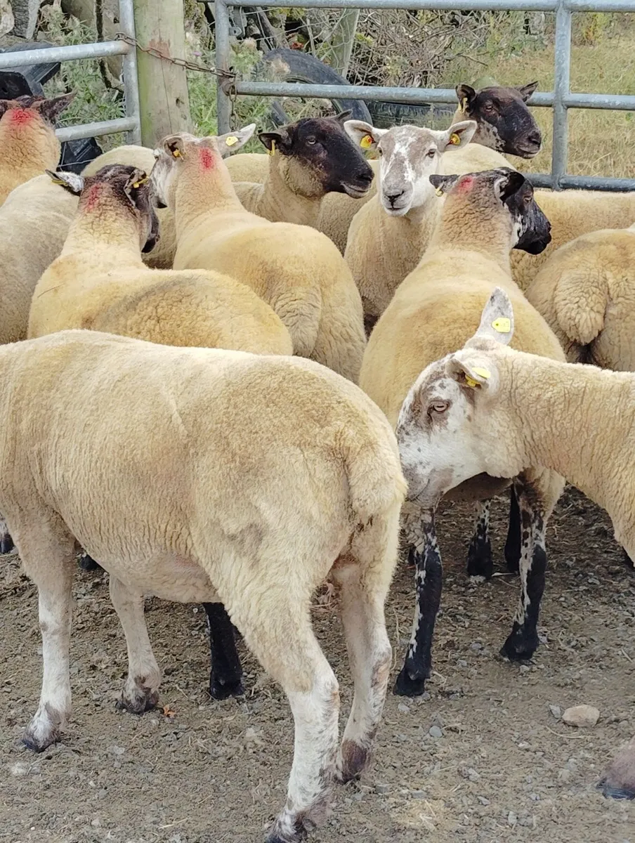 Borris Ewe Breeders 2026 - Image 2