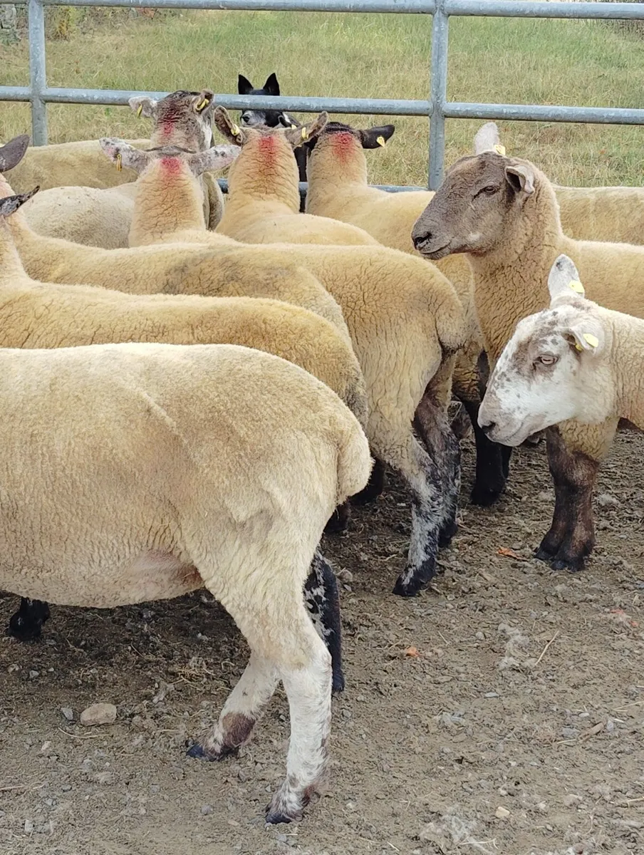 Borris Ewe Breeders 2026 - Image 4