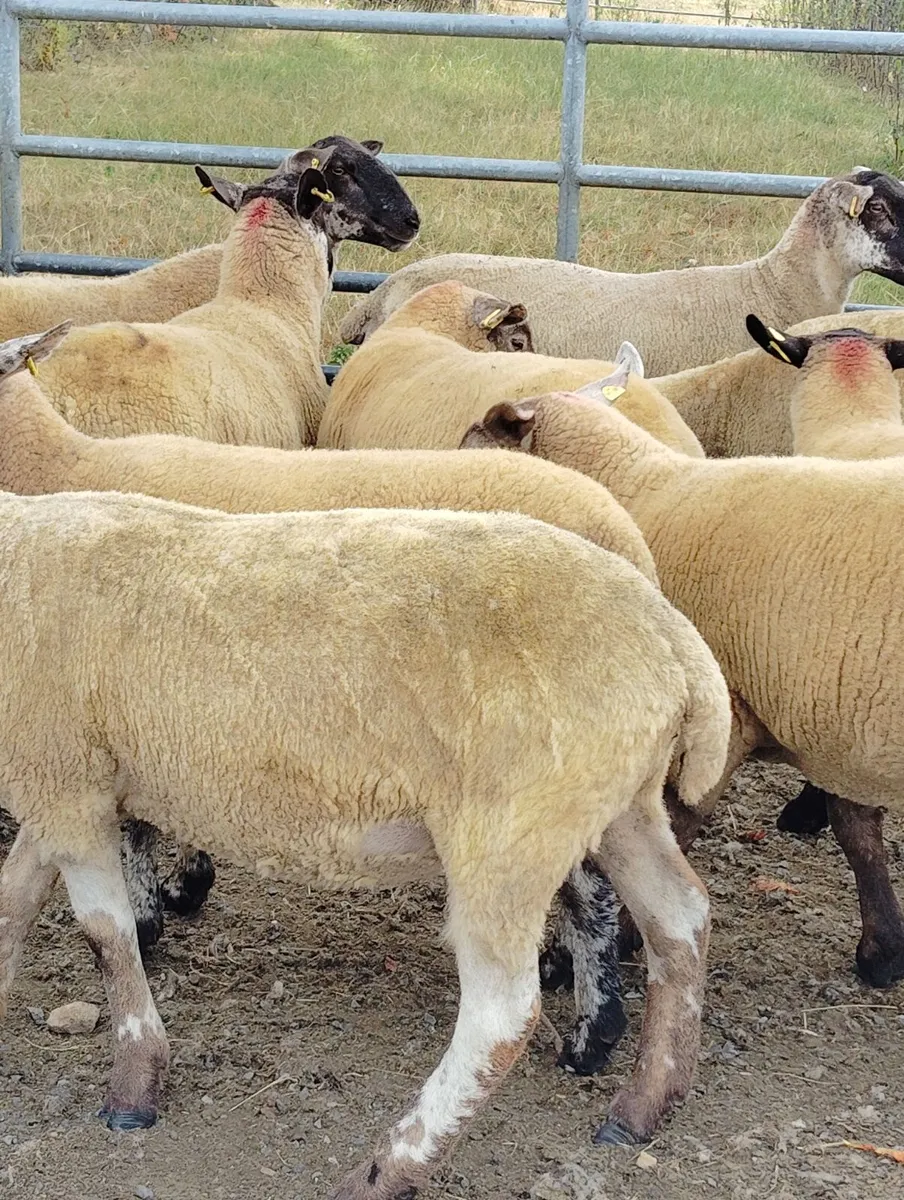 Borris Ewe Breeders 2026 - Image 3