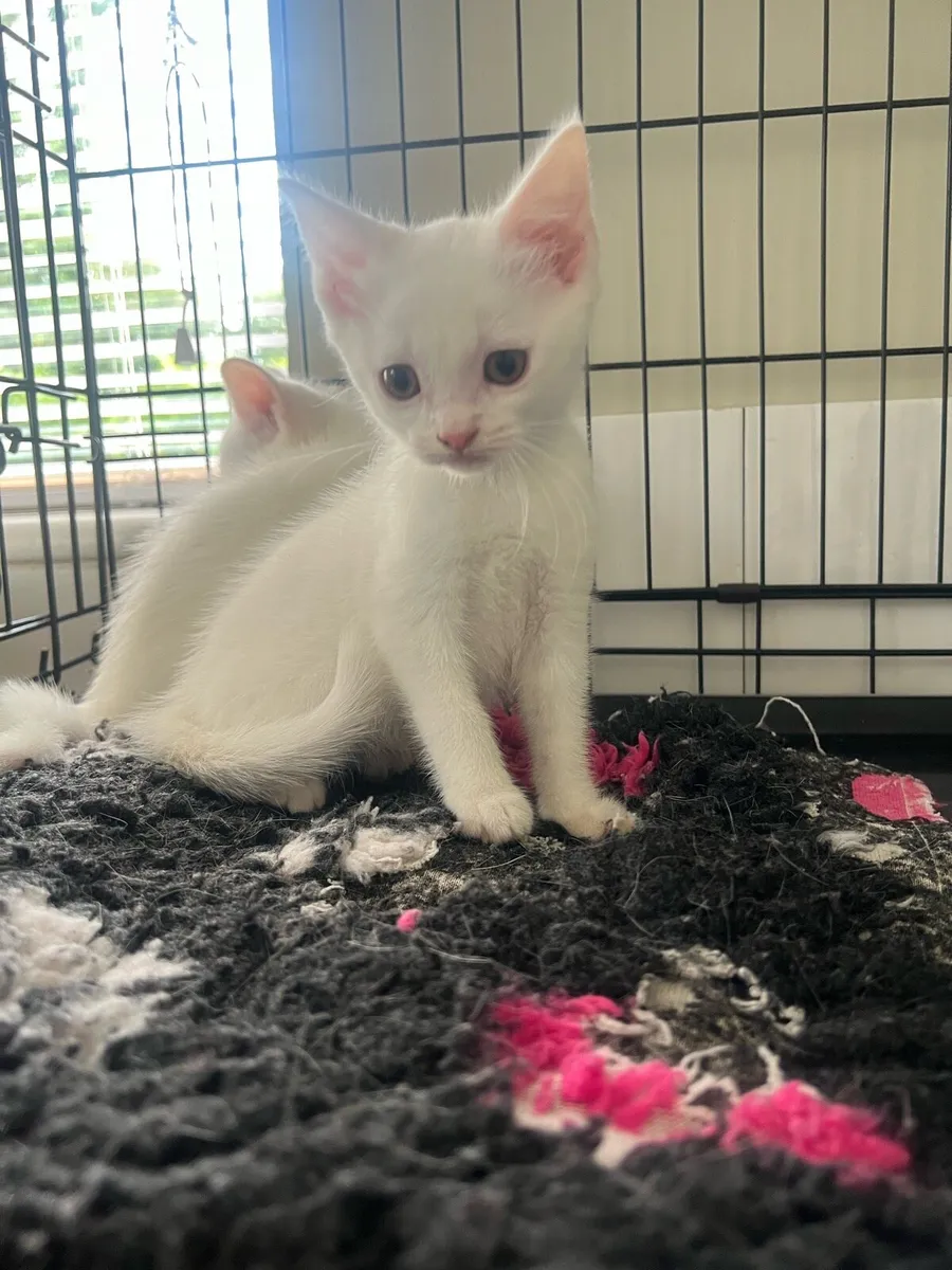 Shorthair British x Turkish angora - Image 1