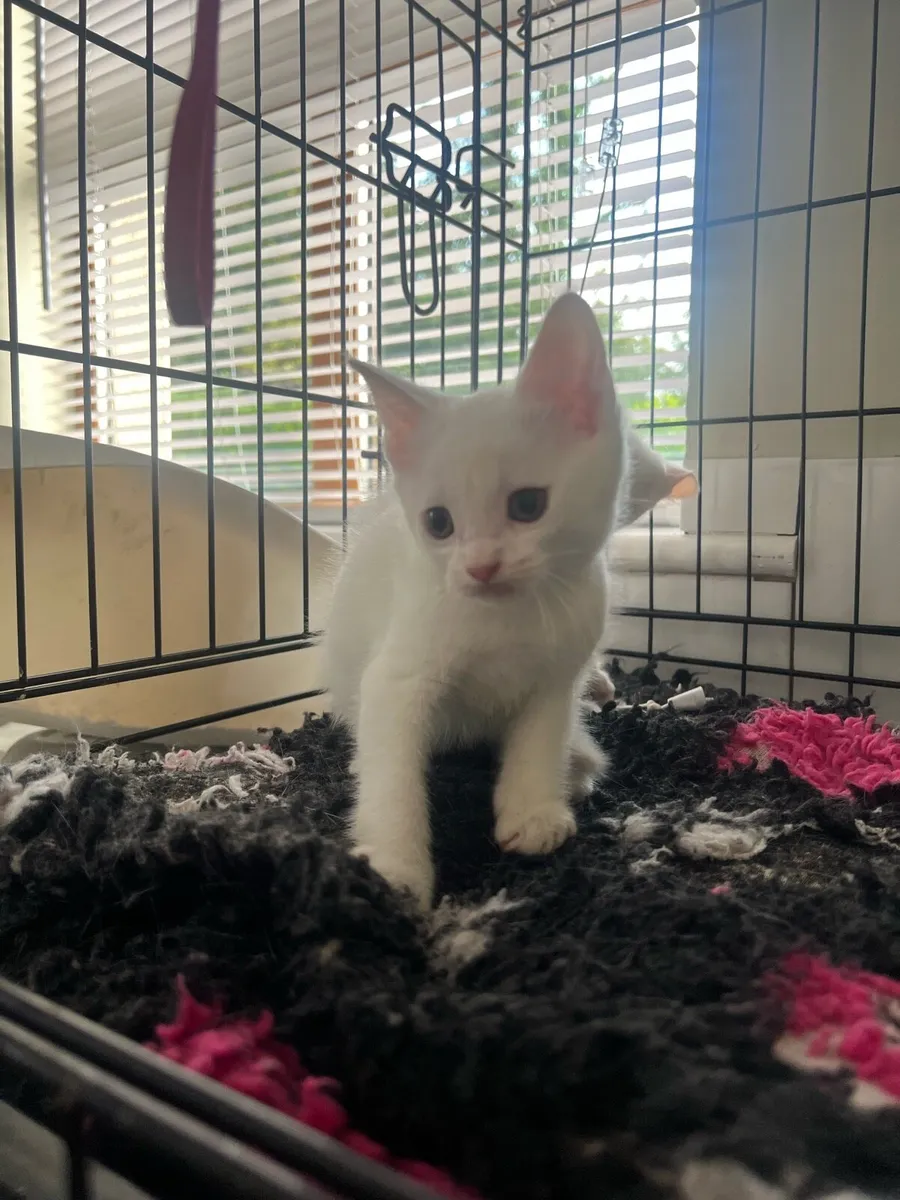 Shorthair British x Turkish angora - Image 3