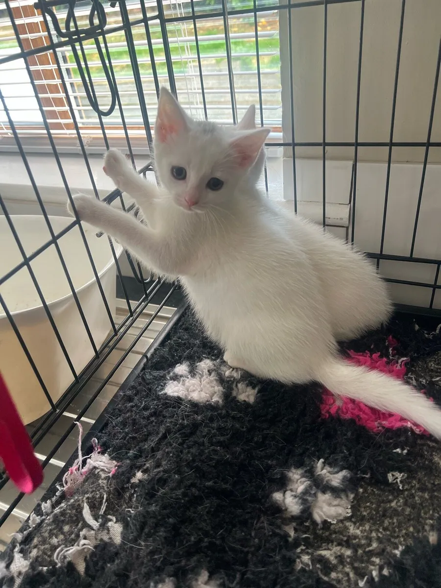 Shorthair British x Turkish angora - Image 4