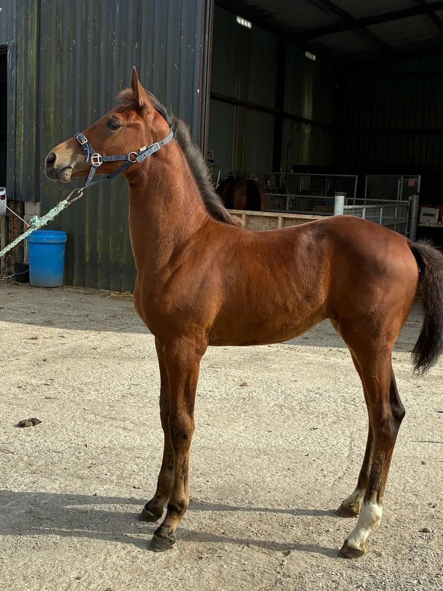 Foals - Image 1