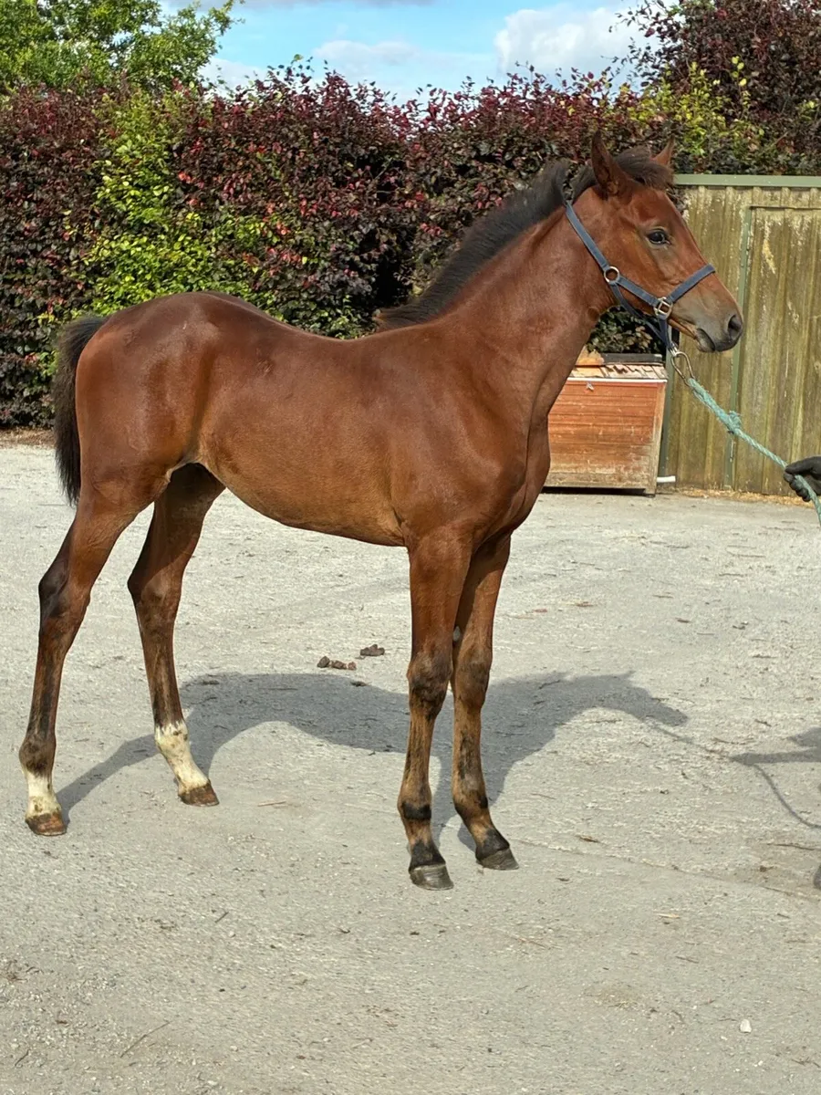 Foals - Image 3
