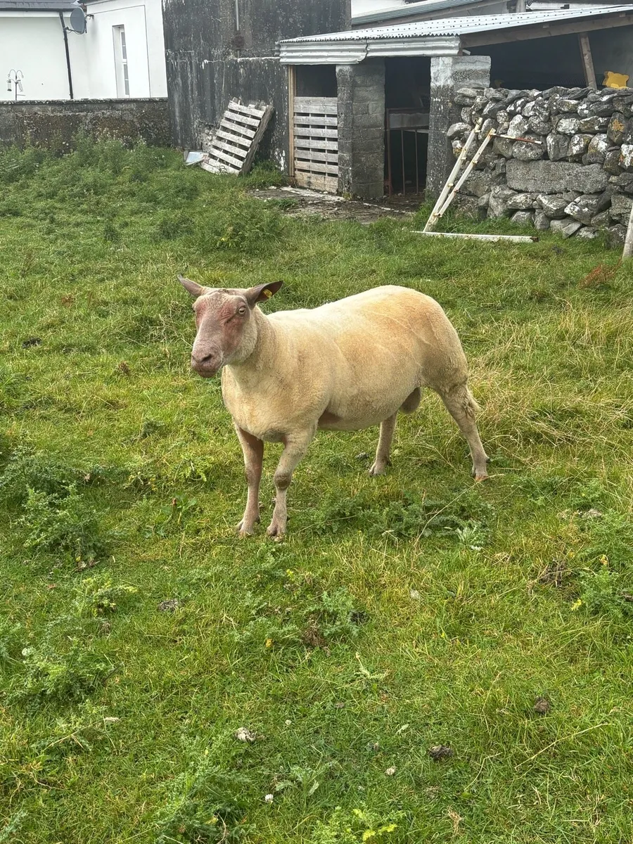 Rouge stock ram - Image 2