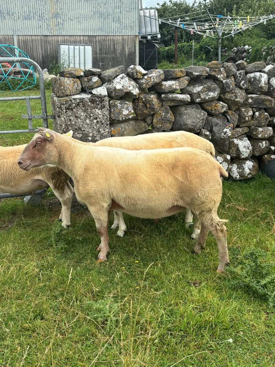 Rouge stock ram - Image 4