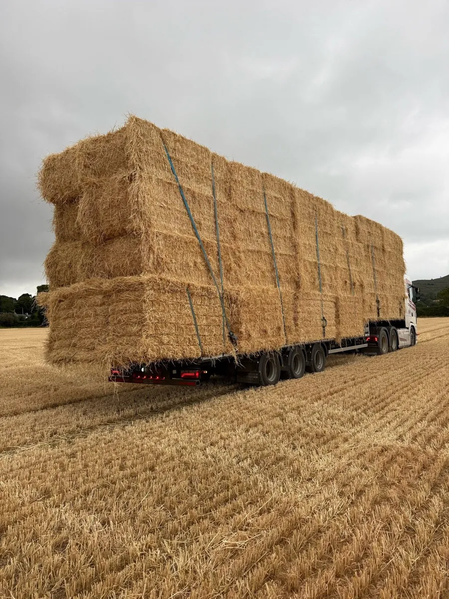 Barley 8x4x3 - Image 3