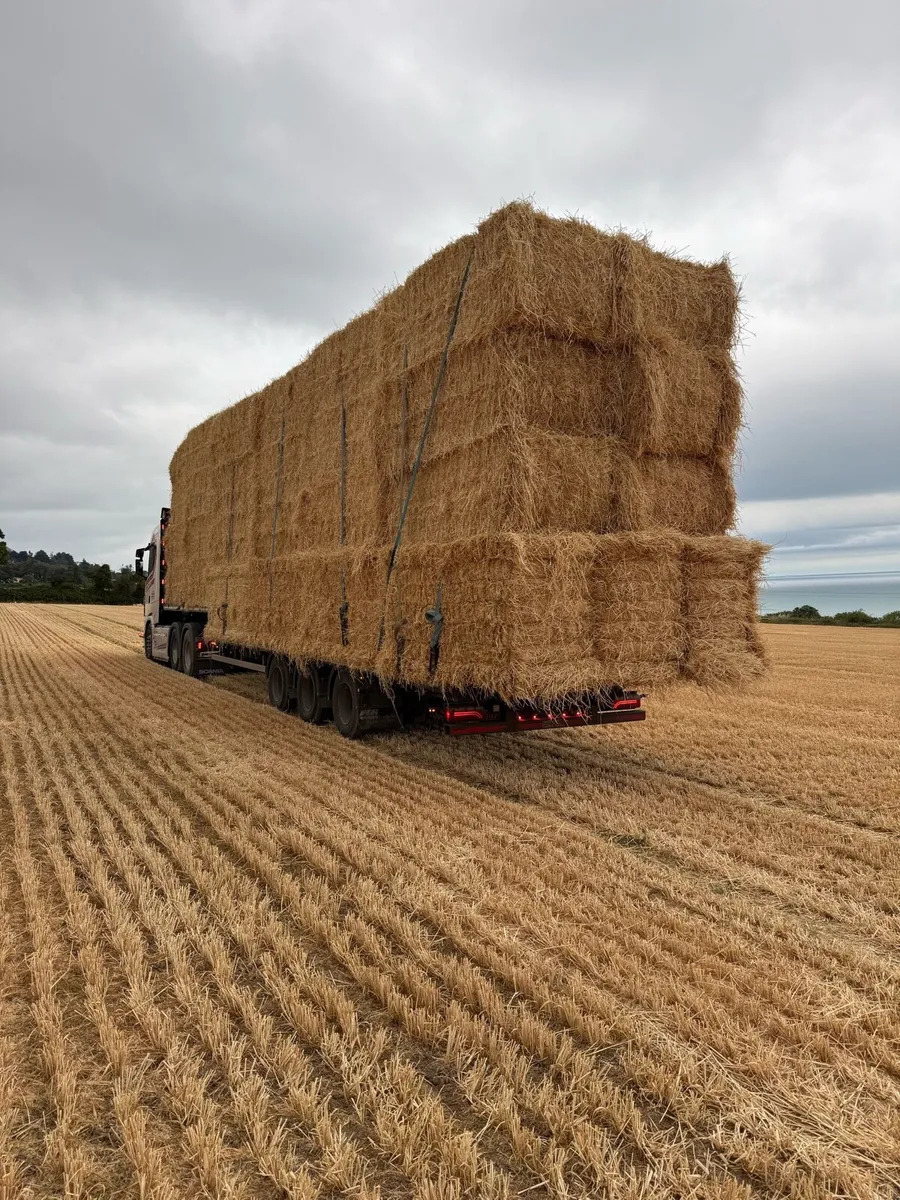 Barley 8x4x3 - Image 4