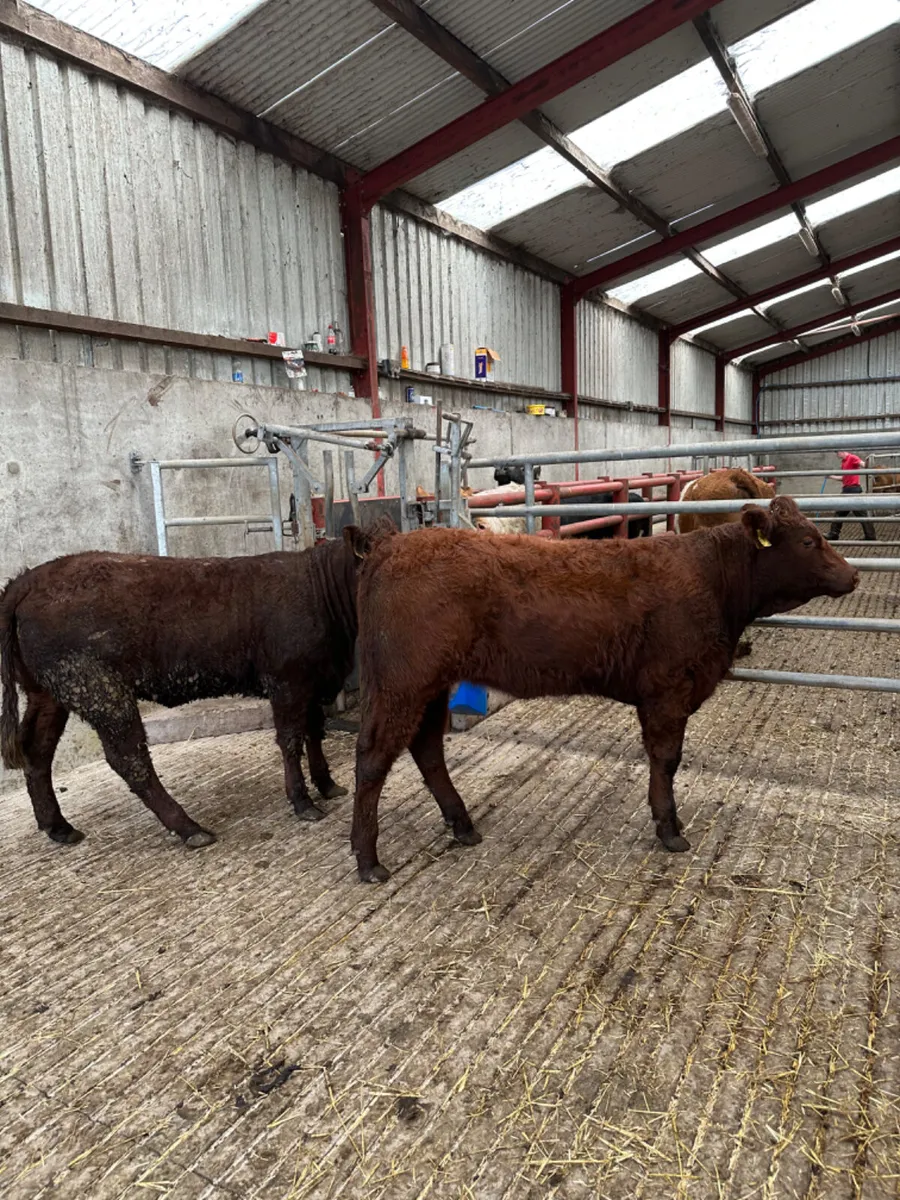 PBNR saler heifers - Image 3
